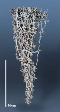 Aluminum cast of a fire ant colony.